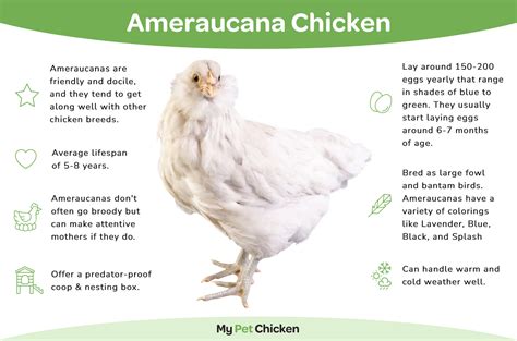Ameraucana Chicken Ultimate Guide .